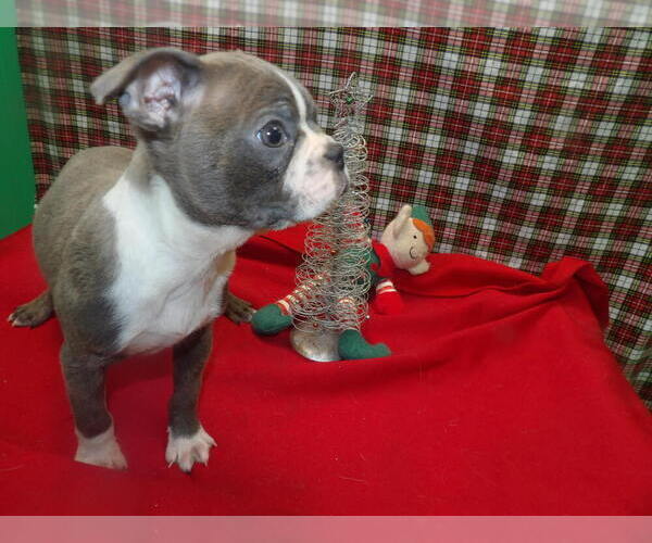 Medium Photo #1 Boston Terrier Puppy For Sale in PATERSON, NJ, USA