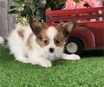 Small Papillon