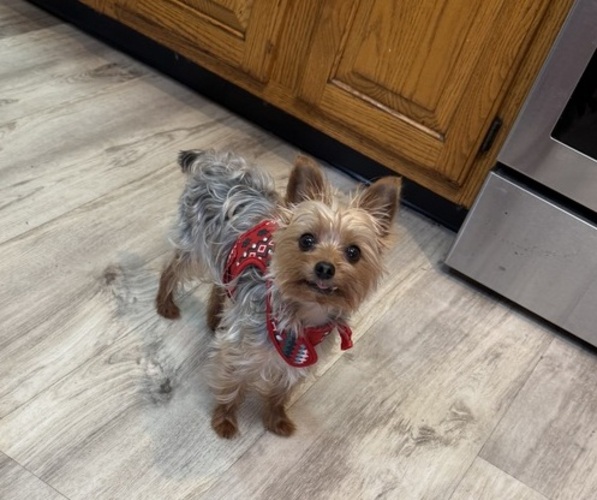 Medium Photo #1 Yorkshire Terrier Puppy For Sale in FENTON, MI, USA
