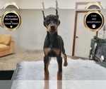 Small #12 Doberman Pinscher