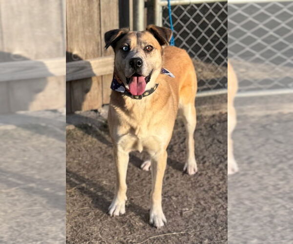 Medium Photo #3 Siberian Husky Puppy For Sale in Great Bend, KS, USA