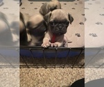 Small Photo #9 Pug Puppy For Sale in HEREFORD, AZ, USA