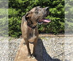 Small #1 Great Dane