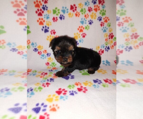 Medium Photo #17 Yorkshire Terrier Puppy For Sale in LAPEER, MI, USA