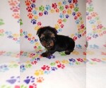 Small #5 Yorkshire Terrier
