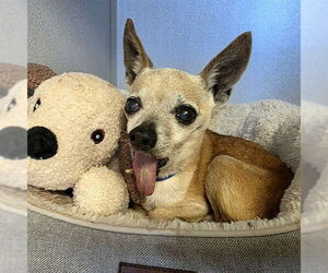 Chihuahua Dogs for adoption in Long Beach, CA, USA