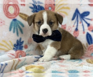 Pembroke Welsh Corgi Puppy for sale in LANCASTER, PA, USA