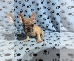 Small #3 French Bulldog