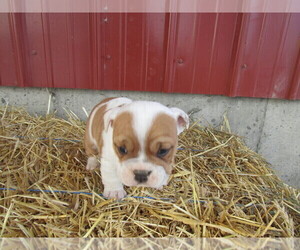 Beabull Puppy for sale in JACKSON, MI, USA