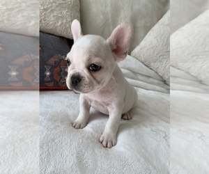 French Bulldog Puppy for sale in JOHNS ISLAND, SC, USA