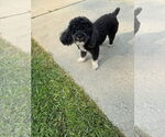 Small #2 Poodle (Toy)