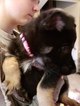 Small Photo #3 German Shepherd Dog Puppy For Sale in BELDING, MI, USA