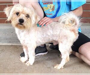 Shih Tzu Dogs for adoption in Carrollton, TX, USA