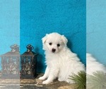 Small Photo #2 Miniature American Eskimo Puppy For Sale in DOWNING, MO, USA