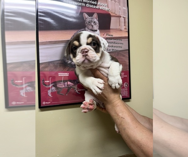Medium Photo #2 English Bulldog Puppy For Sale in CLEVELAND, NC, USA