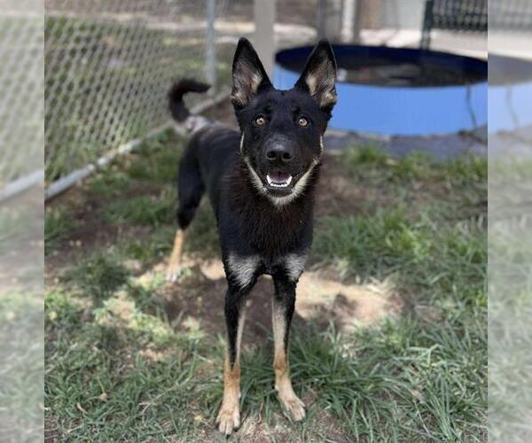 Medium Photo #2 German Shepherd Dog-Unknown Mix Puppy For Sale in Modesto, CA, USA