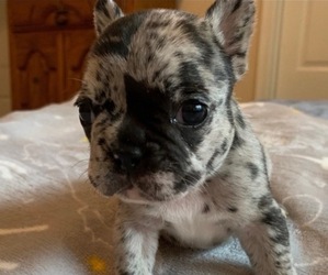 French Bulldog Puppy for sale in SPOTSYLVANIA, VA, USA
