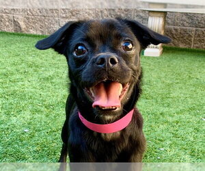 Pug-Unknown Mix Dogs for adoption in Moreno Valley, CA, USA