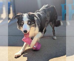 Border-Aussie Dogs for adoption in Sacramento, CA, USA