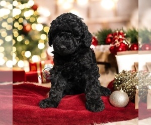 Poodle (Miniature) Puppy for sale in MARYVILLE, MO, USA