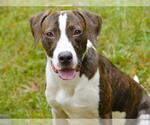 Small #1 Plott Hound Mix