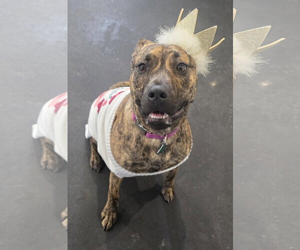 Medium Photo #2 Mutt Puppy For Sale in Clarkston, MI, USA