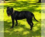 Small #3 American Pit Bull Terrier Mix