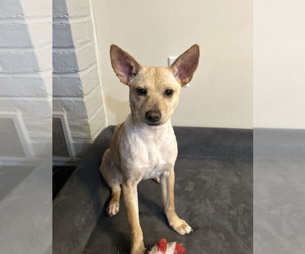 Medium Photo #21 Chihuahua-Labrador Retriever Mix Puppy For Sale in Brewster, NY, USA