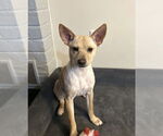 Small #20 Chihuahua-Labrador Retriever Mix