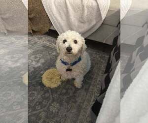 Maltese-Unknown Mix Dogs for adoption in Greenville, SC, USA