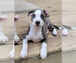 Small Photo #17 Mutt Puppy For Sale in Wenonah, NJ, USA