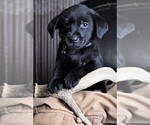 Small Photo #21 Labrador Retriever Puppy For Sale in STROUD, OK, USA