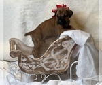 Small Photo #1 Cane Corso Puppy For Sale in CLINTON, MD, USA