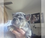 Small #5 French Bulldog