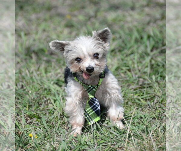 Medium Photo #4 Mutt Puppy For Sale in Gretna, NE, USA