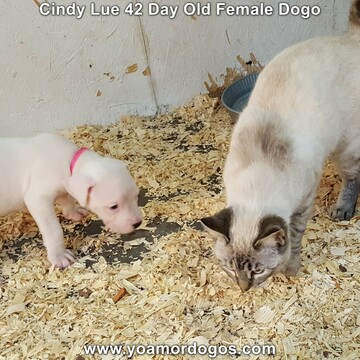 Medium Photo #74 Dogo Argentino Puppy For Sale in PINEVILLE, MO, USA