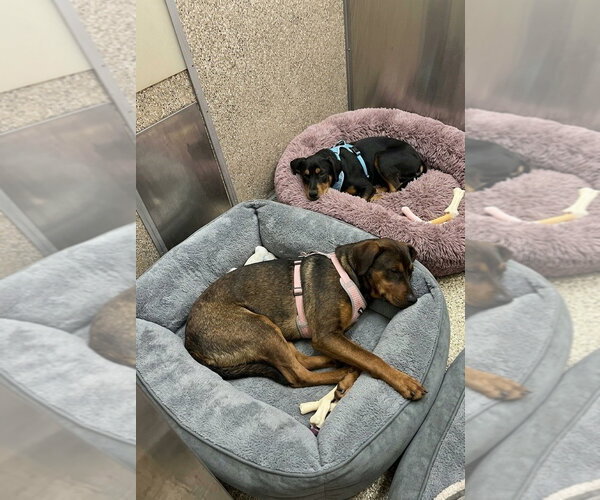 Medium Photo #2 Mutt Puppy For Sale in Martinsburg, WV, USA