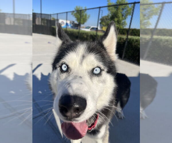 Medium Photo #2 Siberian Husky-Unknown Mix Puppy For Sale in Elk Grove, CA, USA