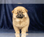 Small #3 Chow Chow