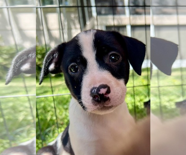 Medium Photo #2 Dachsador Puppy For Sale in Pompano Beach , FL, USA