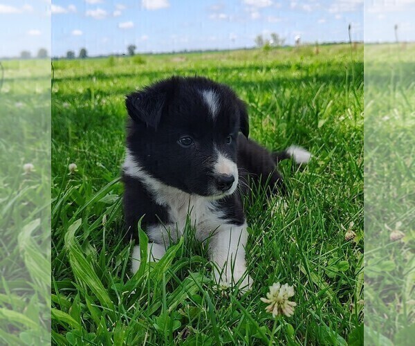 Medium Photo #175 Border Collie Puppy For Sale in NORBORNE, MO, USA