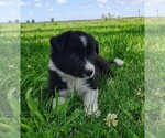 Small Photo #175 Border Collie Puppy For Sale in NORBORNE, MO, USA