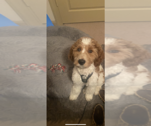 Goldendoodle (Miniature) Puppy for sale in HENDERSONVILLE, TN, USA