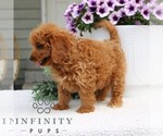 Small #3 Goldendoodle (Miniature)