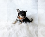 Small Photo #6 Chihuahua Puppy For Sale in SACRAMENTO, CA, USA