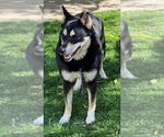 Small #3 Huskies -Shiba Inu Mix