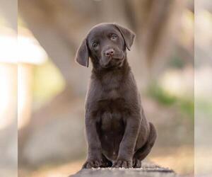Huckleberry Finn Pup - Papp - Male Labrador Retriever-Unknown Mix Dog for Adoption - Photo #3