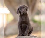 Small Photo #3 Labrador Retriever-Unknown Mix Puppy For Sale in San Diego, CA, USA