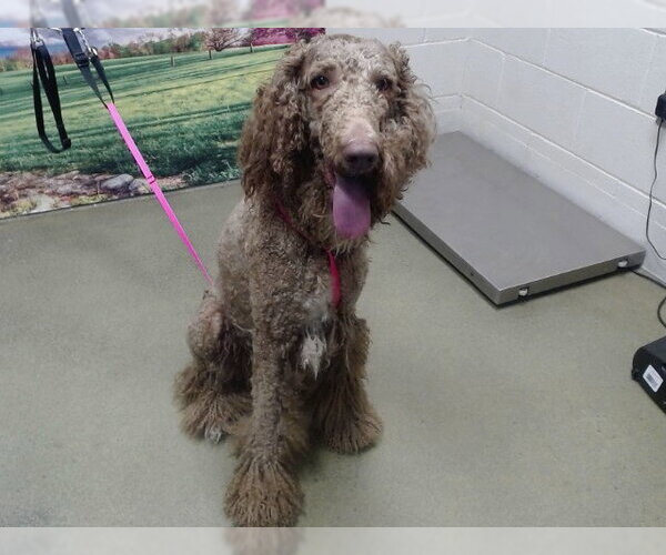 Medium Photo #1 Poodle (Standard)-Unknown Mix Puppy For Sale in Moreno Valley, CA, USA