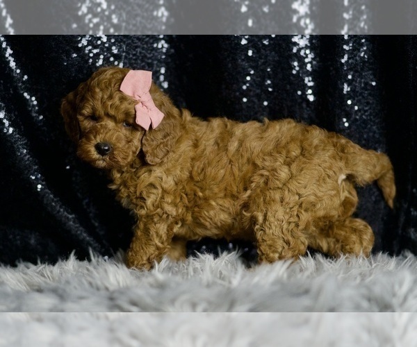 Medium Photo #4 Goldendoodle (Miniature) Puppy For Sale in WARSAW, IN, USA